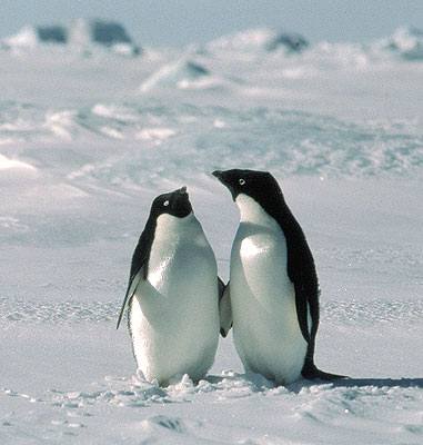 South polar region penguin